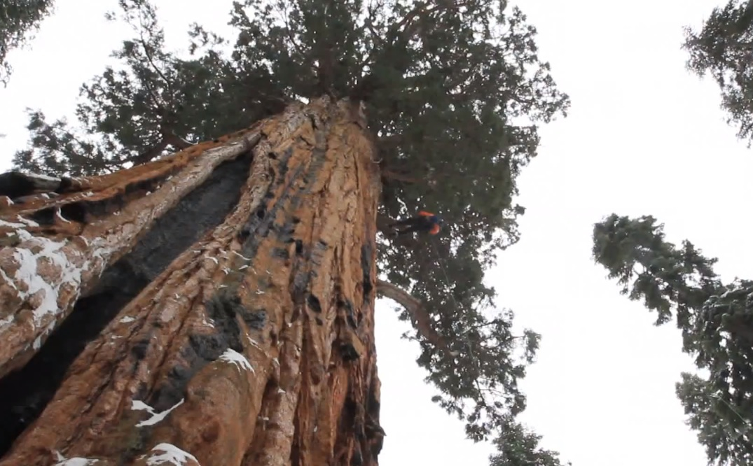 Pohon Berusia 3.200 Tahun Ini Sangat Besar sehingga Butuh 126 Foto Untuk Mengabadikannya
