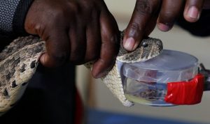 Peneliti Kenya Membuat Obat Penawar Bisa Ular Pertama di Afrika Timur