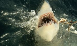 Hiu Seberat 700Kg Tertangkap Pemancing dan membutuhkan 60 Orang untuk menyeretnya kepantai