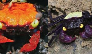 Dua Kepiting Spesies Baru yang hanya ada di Indonesia