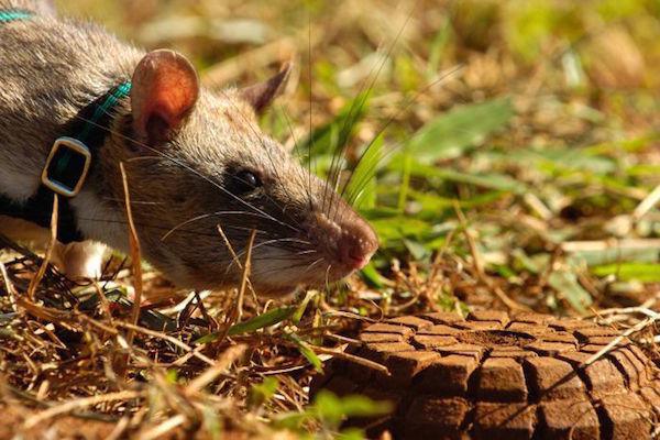 Tikus Pahlawan Mengendus Ranjau dan Menyelamatkan Nyawa