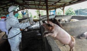 Demam babi Afrika membunuh hampir 30.000 Babi di Sumatra Utara