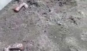 GEGER...!!! Warga Sanrobone Temukan Potongan Tubuh Bayi