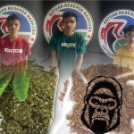 Tiga Pelaku Narkotika Golongan 1 di Ringkus Sat Narkoba Polres Bone