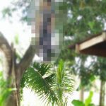 Warga Desa Tajong Digegerkan Penemuan Mayat tergantung di Pohon Mangha