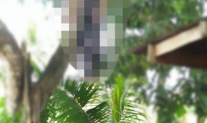 Warga Desa Tajong Digegerkan Penemuan Mayat tergantung di Pohon Mangha