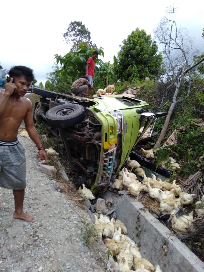 REM BLONG, Truck Beruatan 1230 Ekor Ayam Potong Asal Wajo Terguling di Kolaka Utara