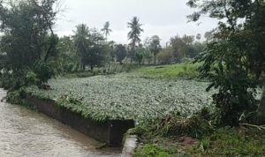 Usai diterjang Banjir, Ribuan Hektar Lahan Pertanian di Jeneponto Rusak Parah