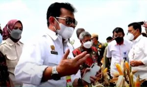 Panen Raya Jagung Nusantara, Mentan: Budidayanya sudah bagus, Pasca Panen Harus di Perkuat