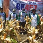 Hasil melimpah saat panen, Petani di Jeneponto Rekomendasikan Varietas RK457