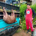 Perburuan Hama Babi Desa Salassae Bulukumba Tewaskan Belasan Ekor Hama Babi yang meresahkan Masyarakat