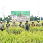Bupati Bone Bersama Forkopimda hadiri Panen Perdana Budidaya Padi Indeks Penanaman