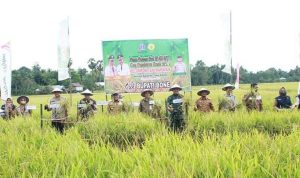 Bupati Bone Bersama Forkopimda hadiri Panen Perdana Budidaya Padi Indeks Penanaman