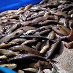 AJAIB..!!! Mati Akibat Gempa, Ikan Larangan Lubuk Landur Kembali Berdatangan