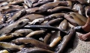 AJAIB..!!! Mati Akibat Gempa, Ikan Larangan Lubuk Landur Kembali Berdatangan