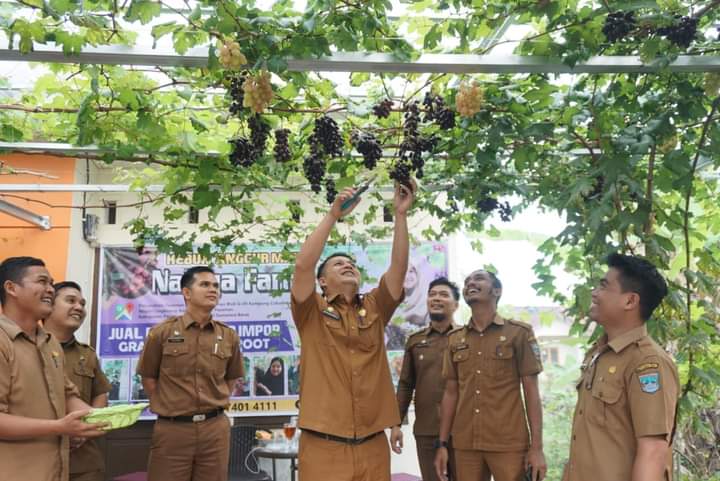 Panen Anggur di Kebun Mini Naisya Farm, Sekda Pasaman Barat Ajak Masyarakat Budidaya Anggur