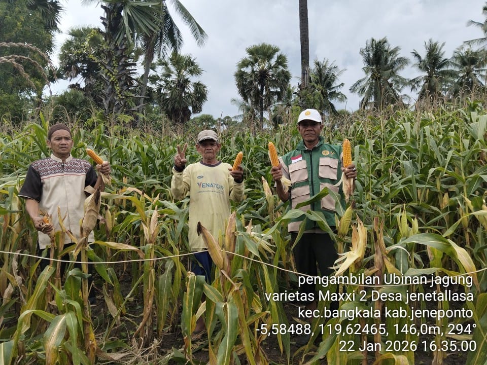 Masuki Musim Panen MT 1, Dinas Pertanian Jeneponto Siapkan Musim Tanam Jagung Kedua di Bangkala dan Bangkala Barat